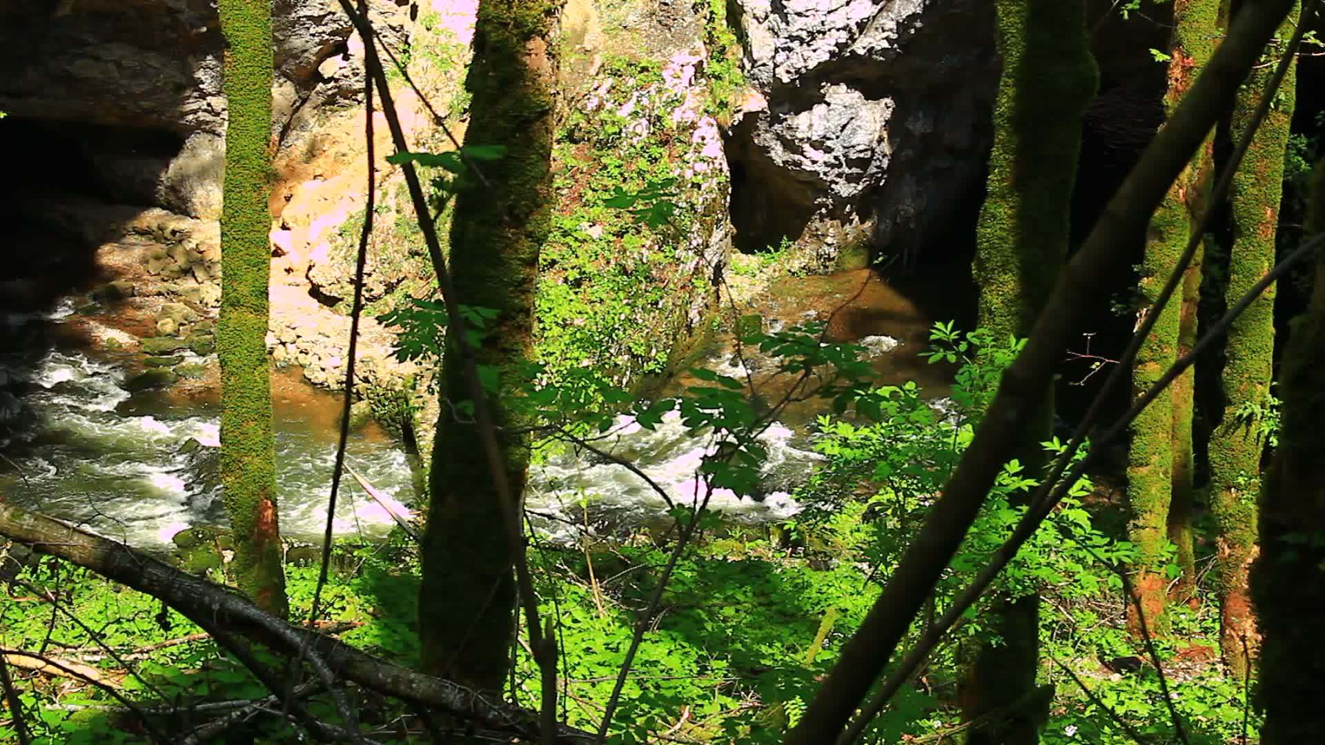 危险的洞穴河流和森林视频的预览图