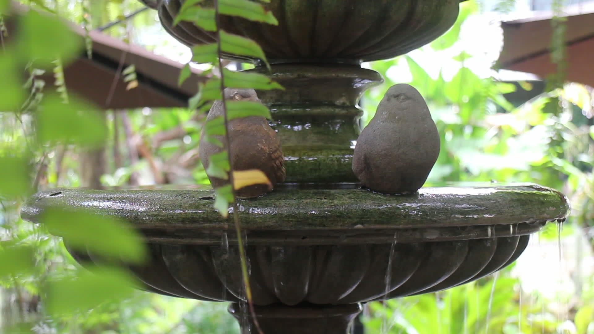 花园喷泉视频的预览图