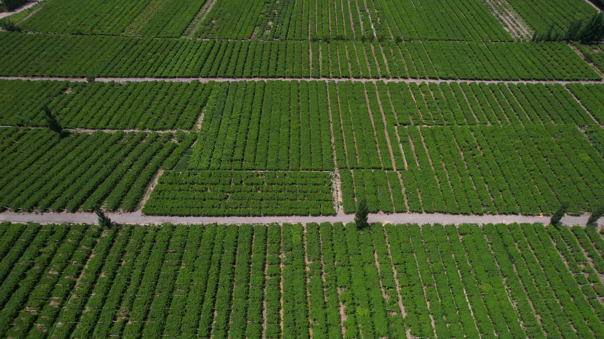 航拍5A景区葡萄沟葡萄种植视频视频的预览图