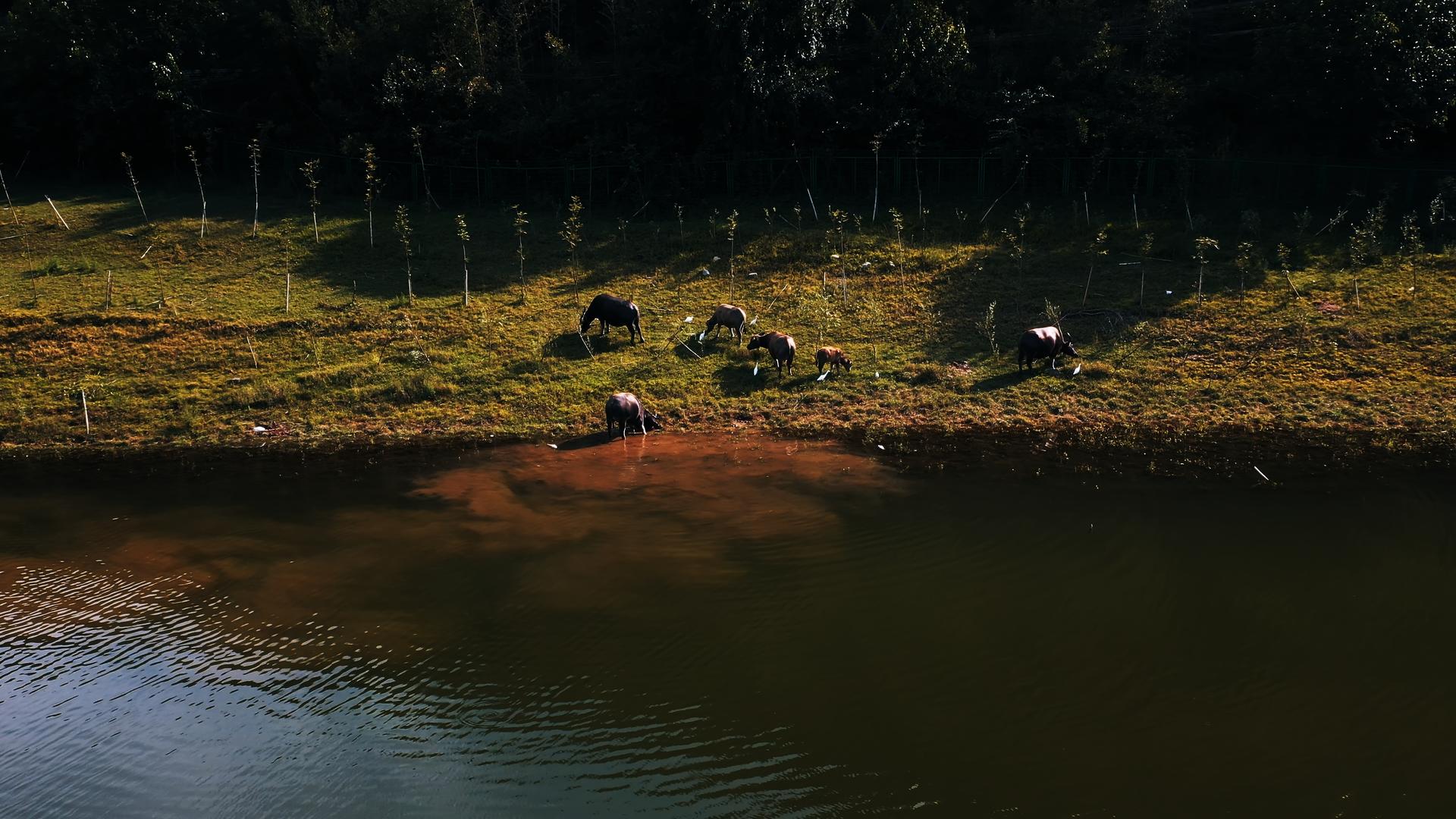 水牛群上岸吃草视频的预览图