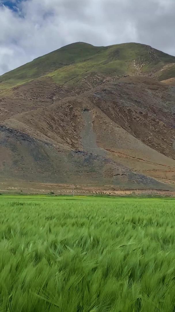 拍摄西藏高原绿色青稞麦田视频视频的预览图