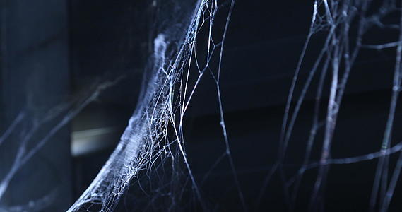 可怕的蜘蛛网视频的预览图