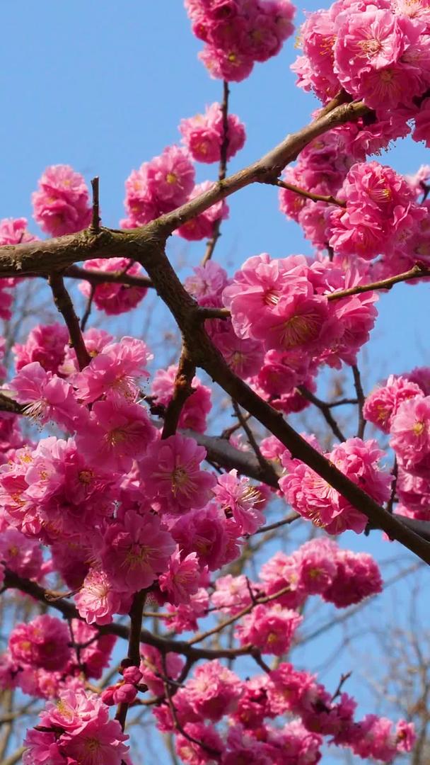 青岛中山公园蜜蜂缠绕樱花秀视频的预览图