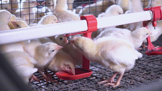 详细说明家禽养殖小母鸡视频的预览图