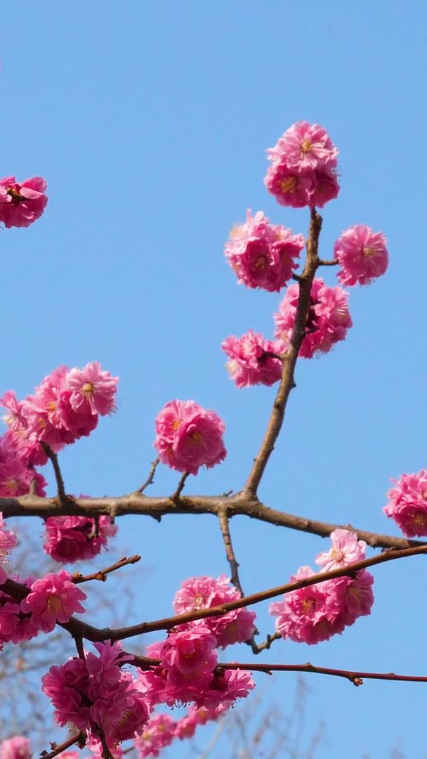 青岛中山公园蜜蜂缠绕樱花秀视频的预览图