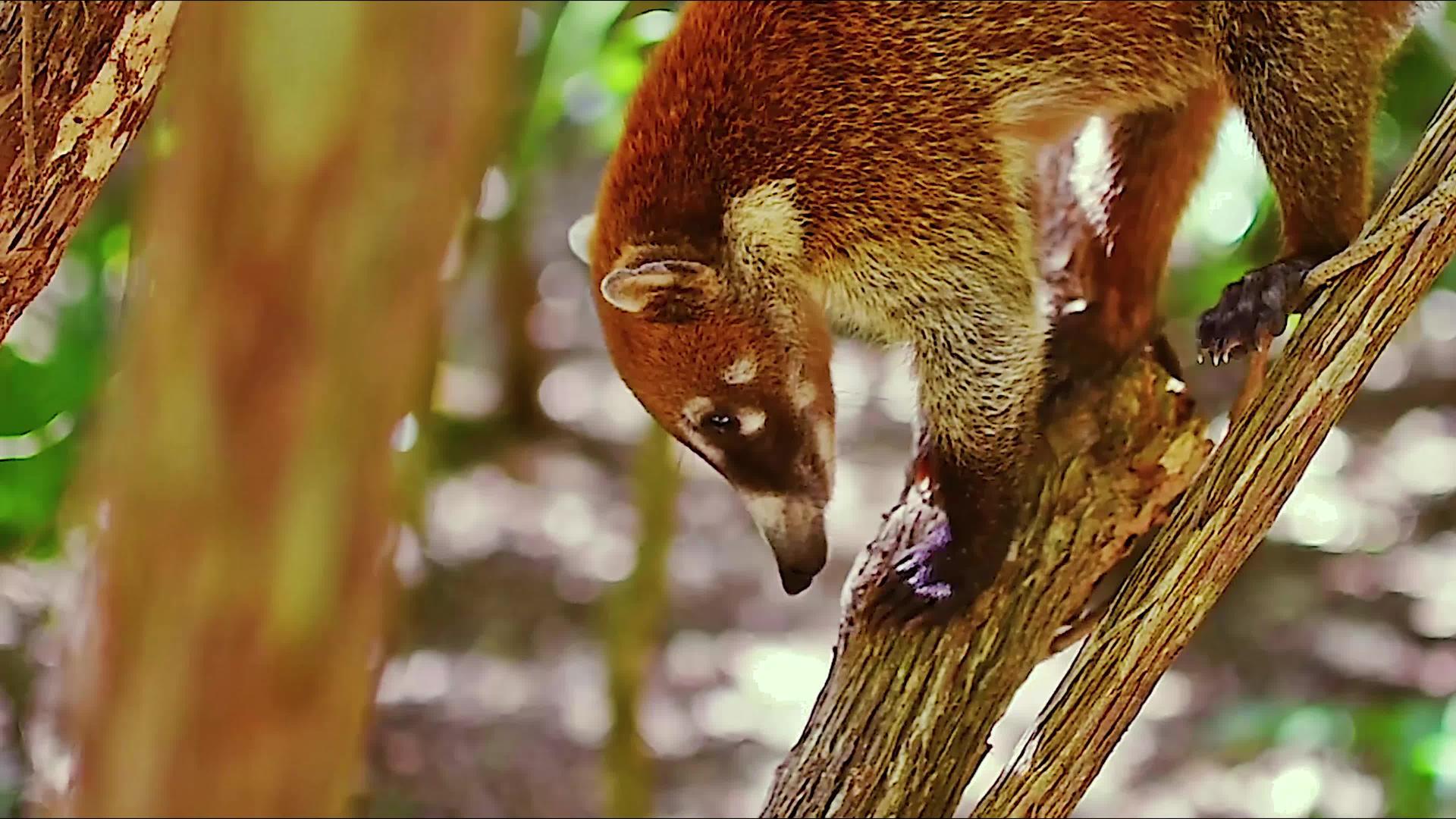 墨西哥热带森林树枝之间的浣熊视频的预览图
