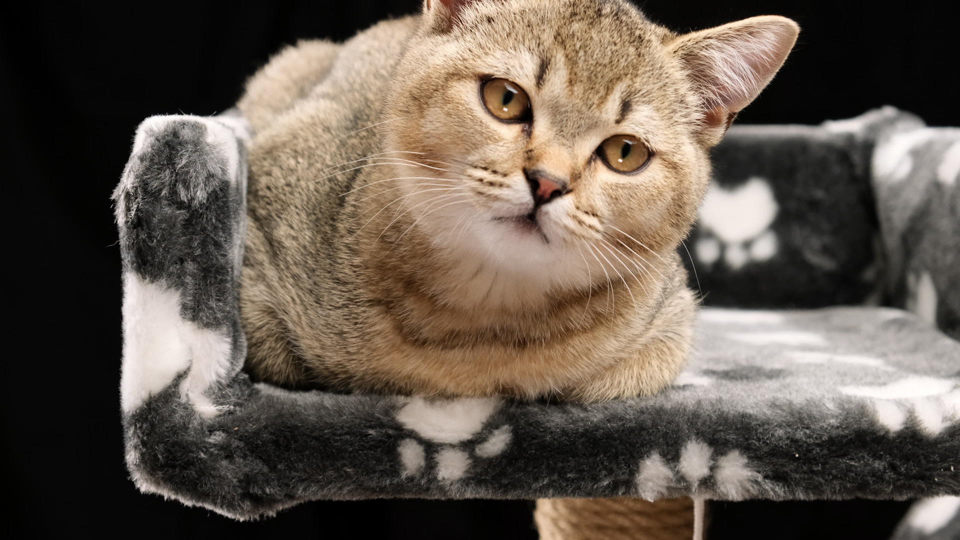 灰白纯种小猫cottish笔直的辣椒躺在黑色背景下视频的预览图
