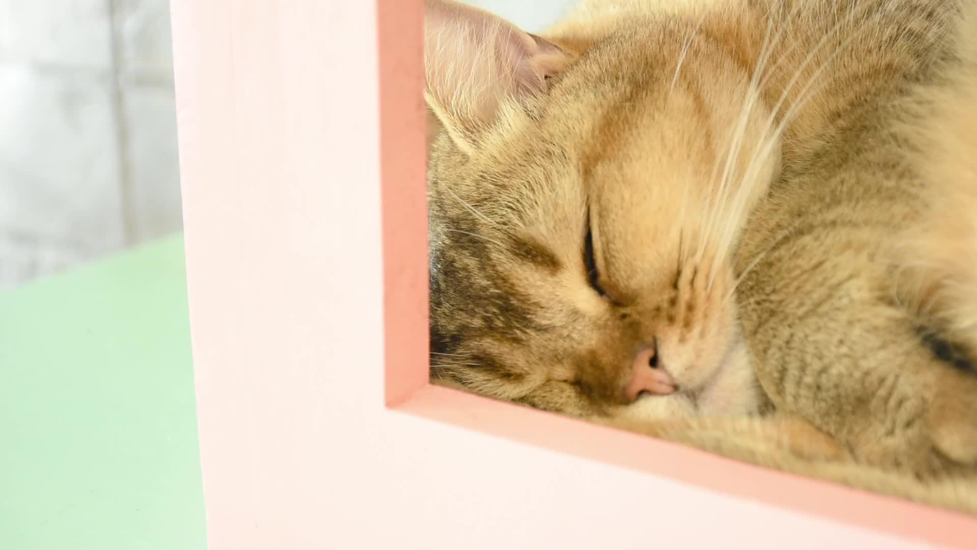 棕色猫睡在家里视频的预览图