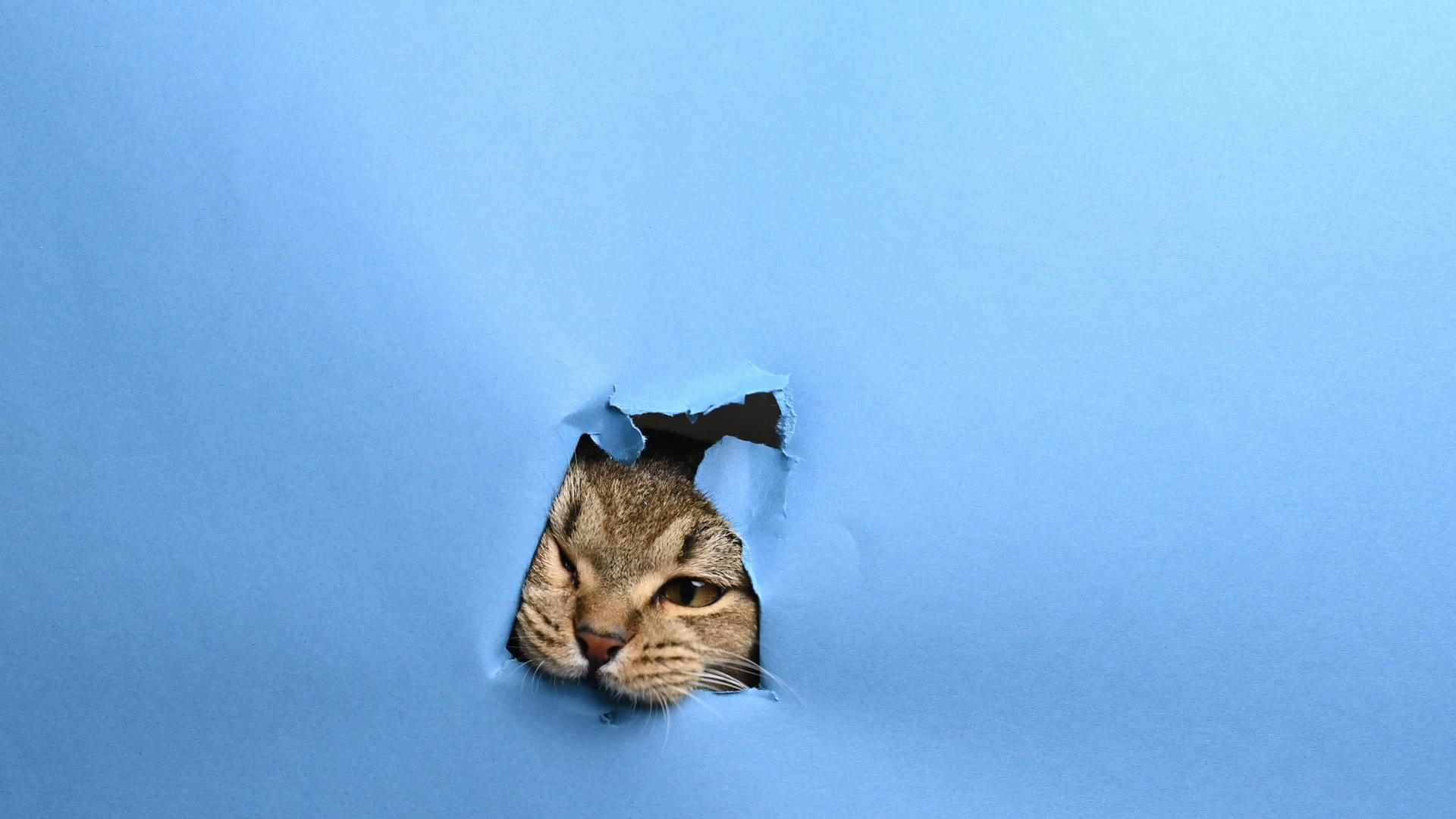 成年英国直立猫在蓝纸上挖洞视频的预览图
