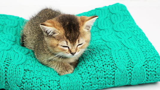 可爱的小猫苏格兰金栗鼠直猫坐着睡着了视频的预览图