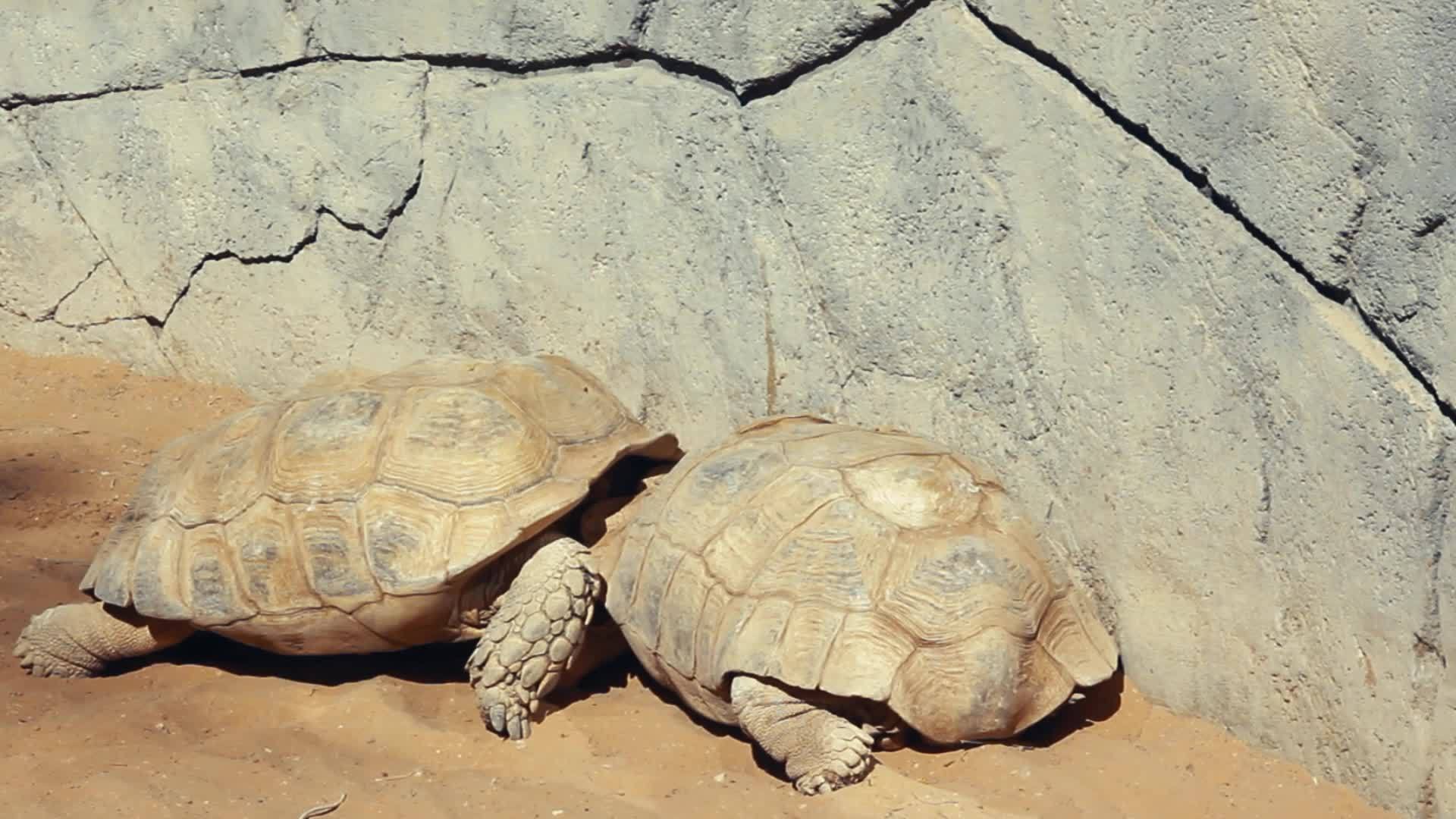 两只巨龟在石墙周围的沙坑里战斗视频的预览图