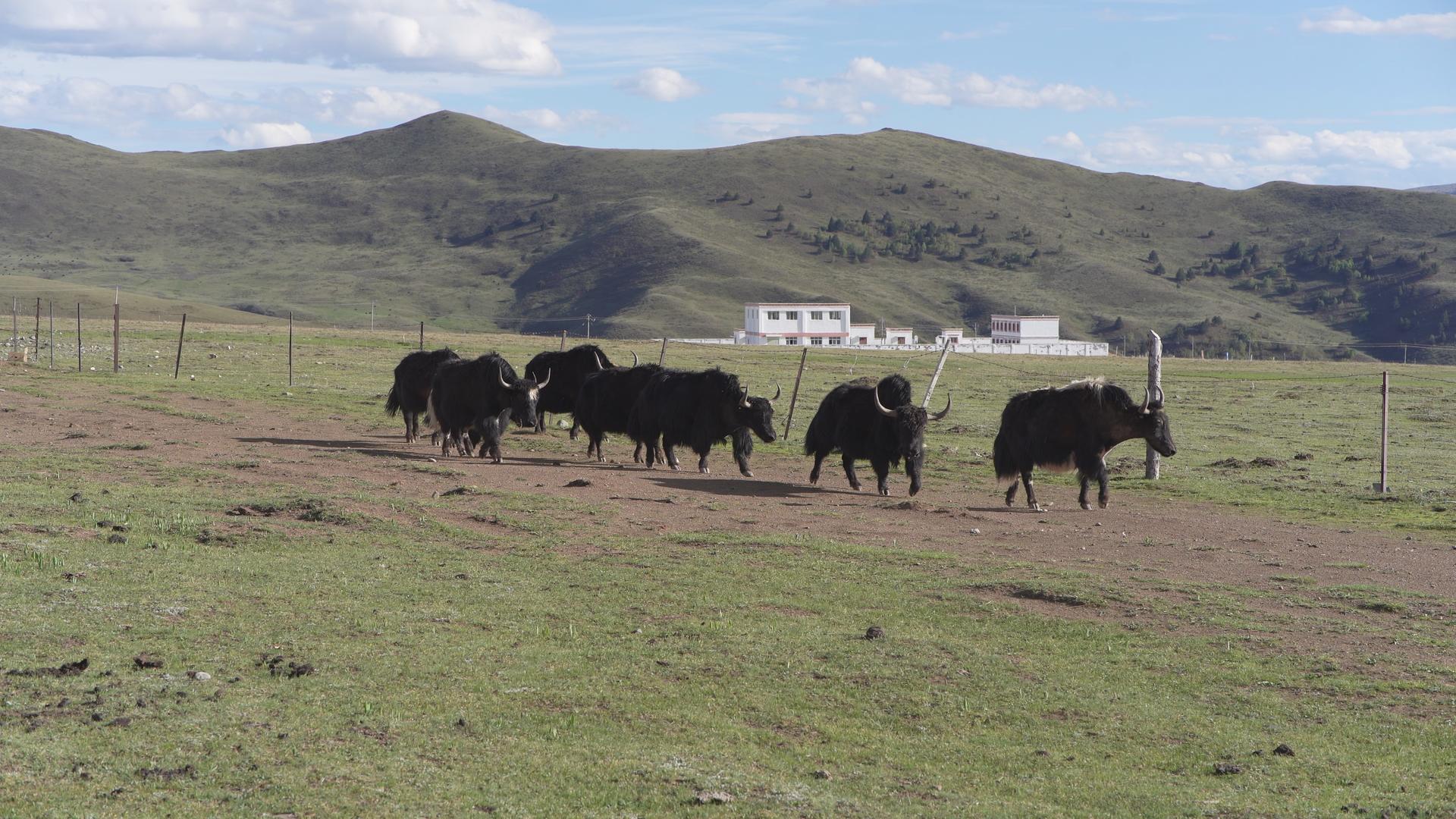川西高原牦牛视频的预览图