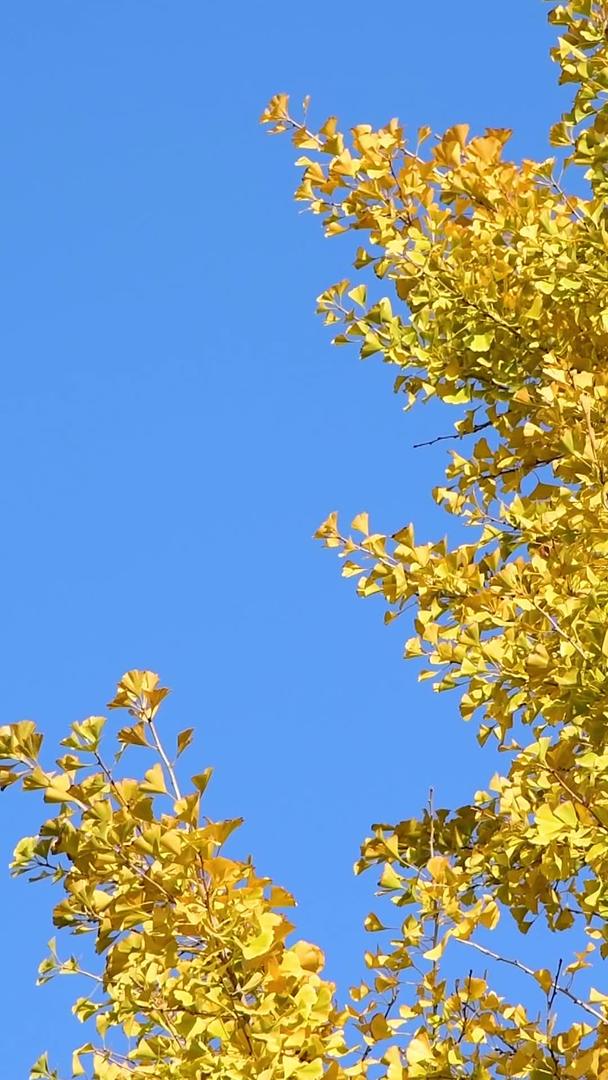秋季金黄的银杏叶视频的预览图