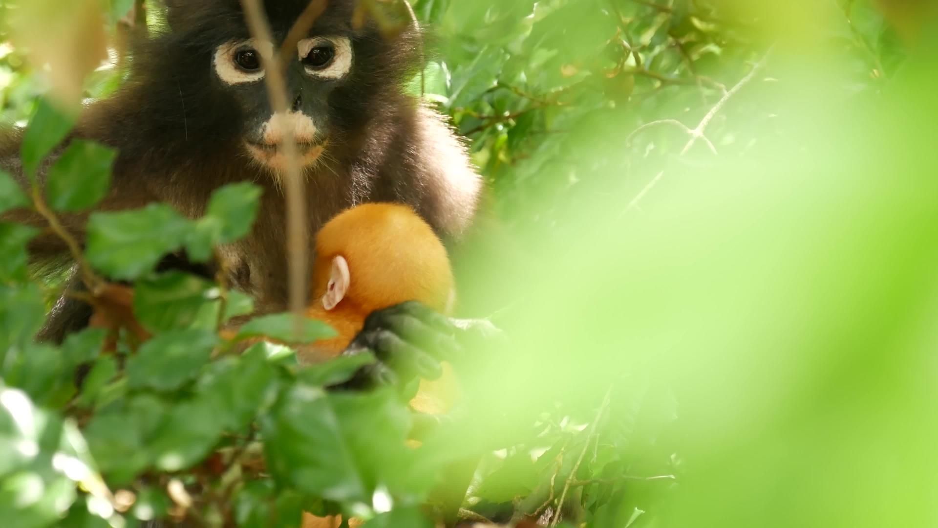 猴子在绿叶中视频的预览图