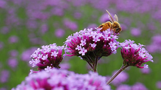 4K春天蜜蜂采蜜实拍素材视频的预览图
