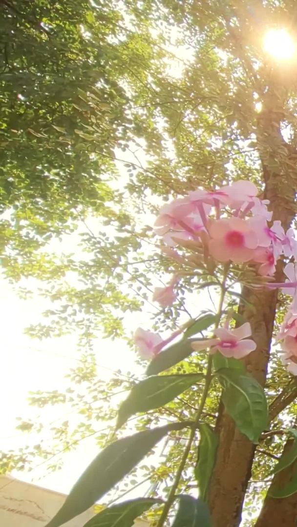 炎热的夏日阳光透过树叶洒下随风飘动的花朵视频的预览图