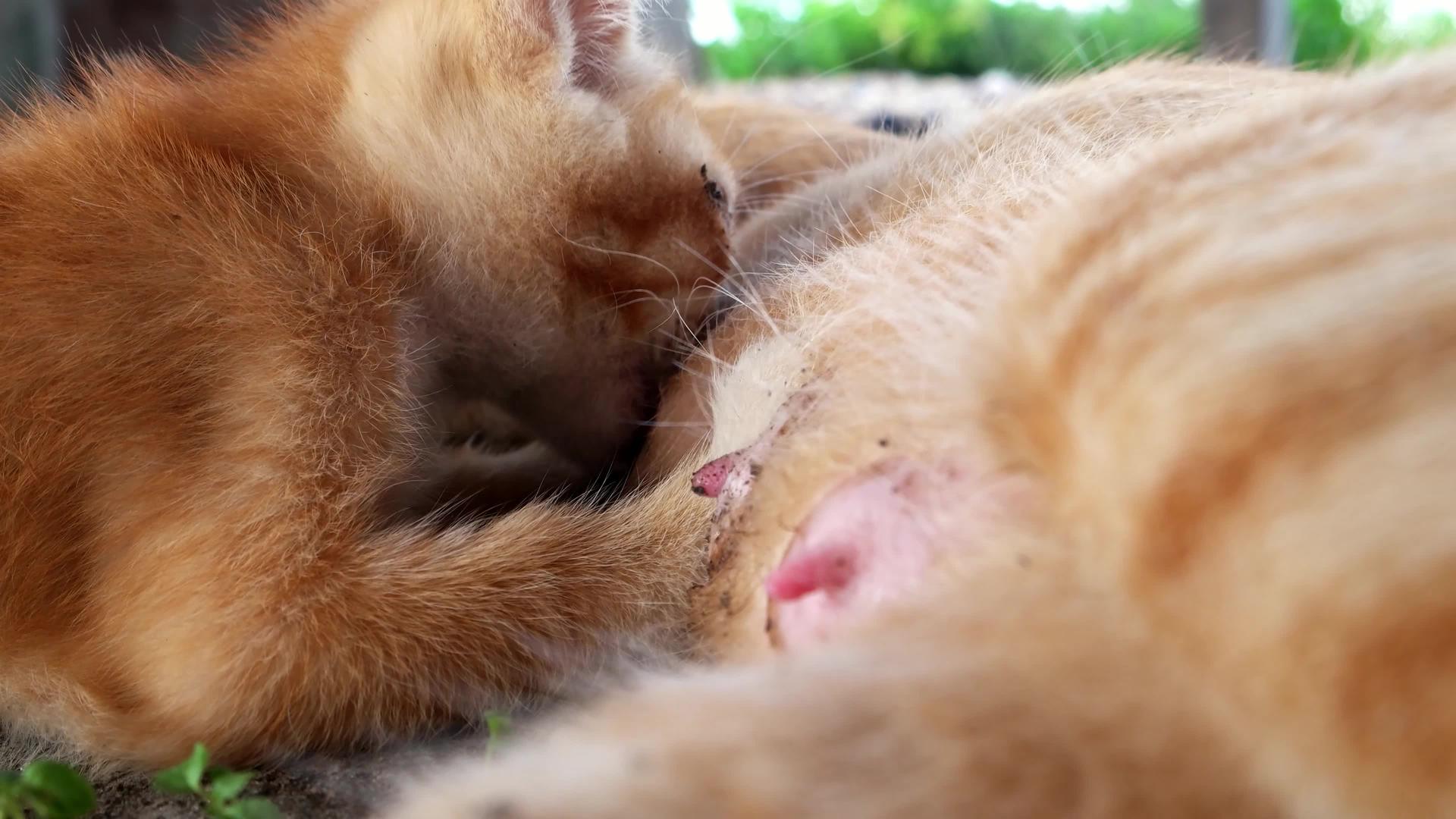 小猫喝母乳视频的预览图