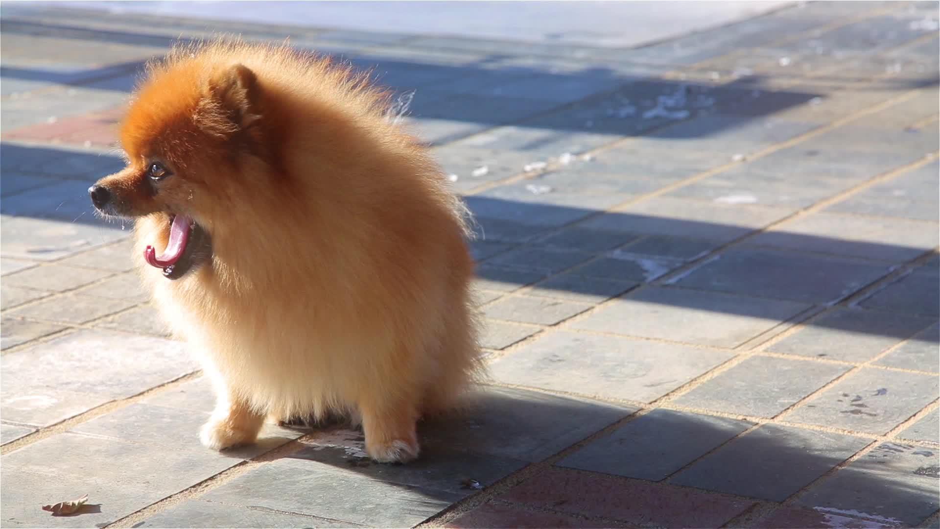 可爱小狗视频的预览图