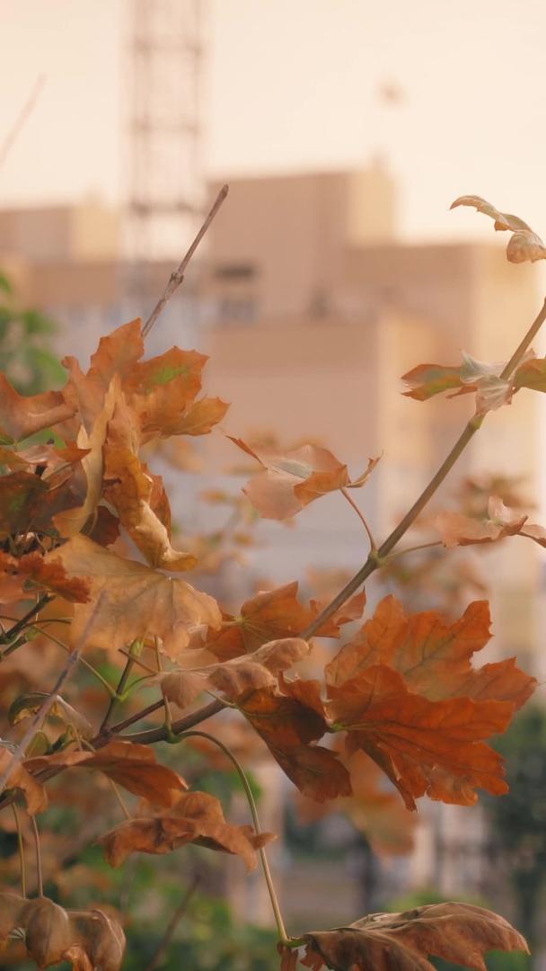 金黄色的枫叶在秋天随风飘荡视频的预览图