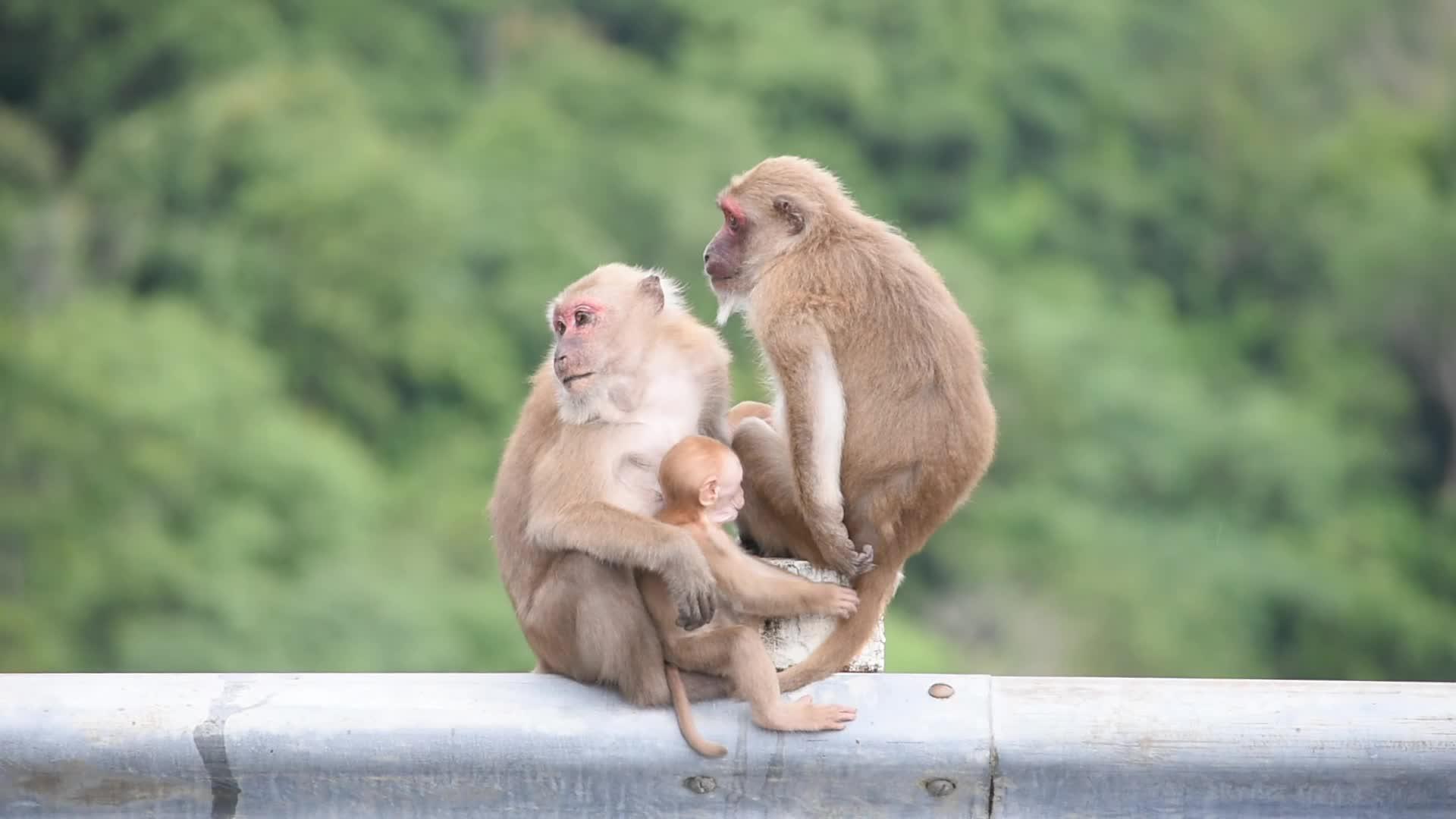 父亲、母亲和小猴子坐在篱笆上视频的预览图