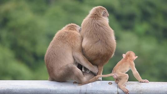 父亲、母亲和小猴子坐在栅栏上挡住了绿叶视频的预览图