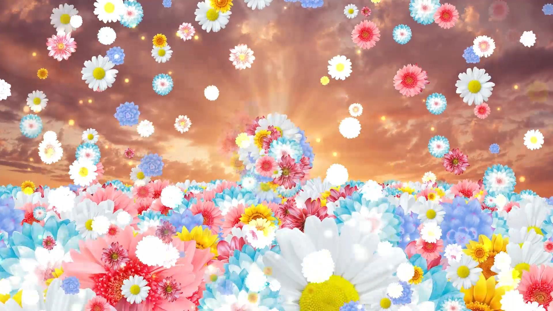 大气唯美花朵花海舞台背景动态视频元素视频的预览图