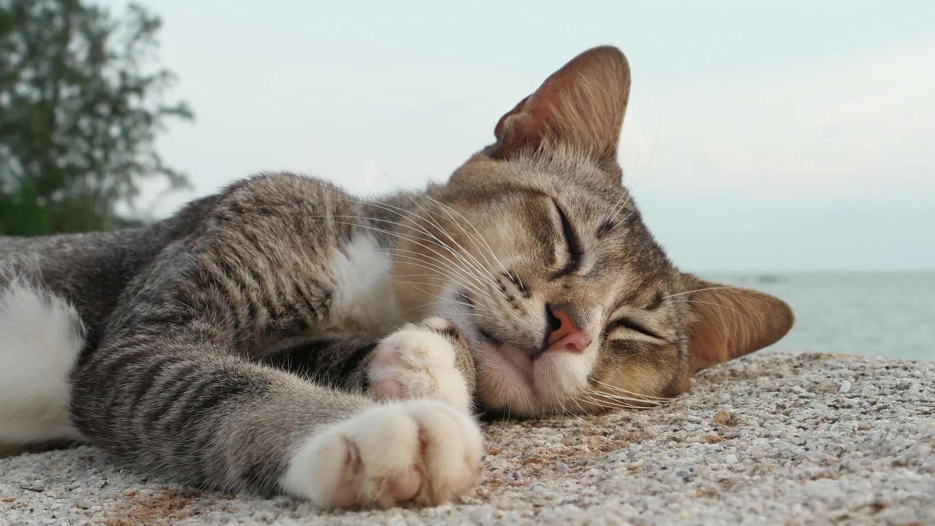 一只猫躺在石头上视频的预览图