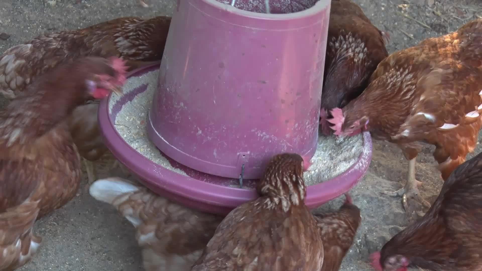 鸡在吃饲料视频的预览图