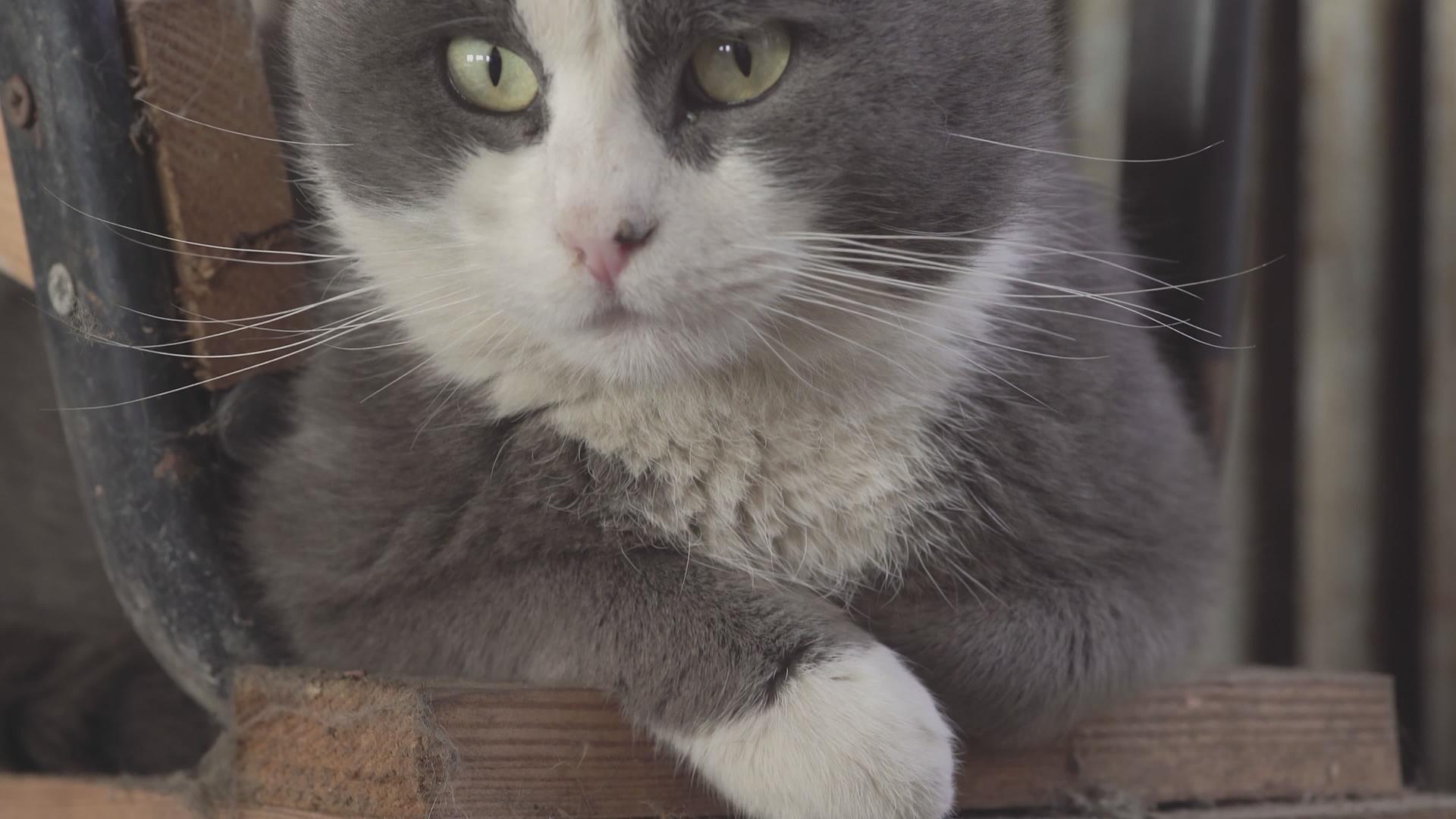 可爱猫肖像3视频的预览图