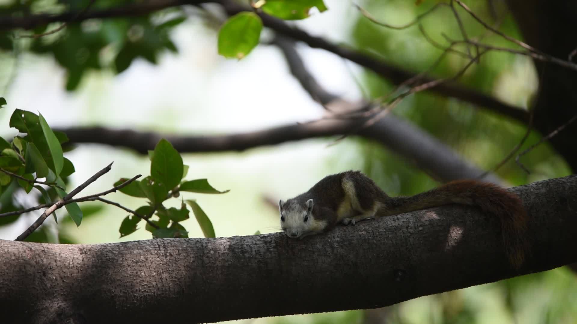 野生树上的松果棕色视频的预览图