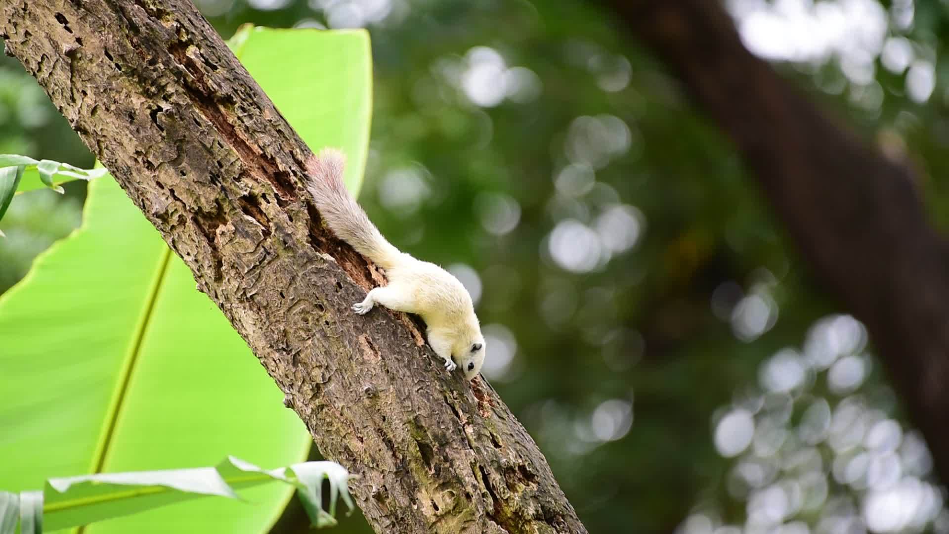 白松鼠在野树上视频的预览图