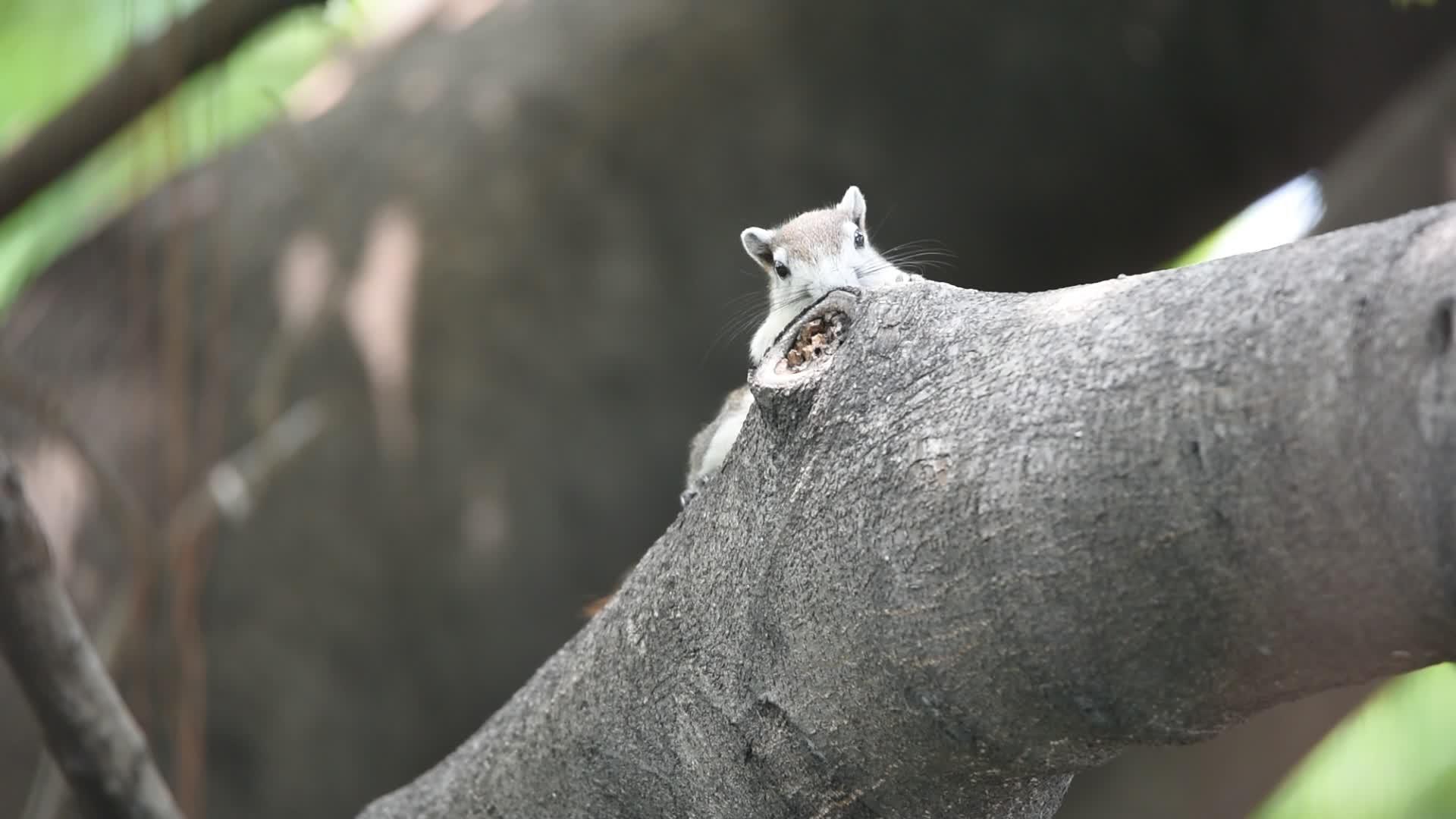 松鼠在野树上视频的预览图