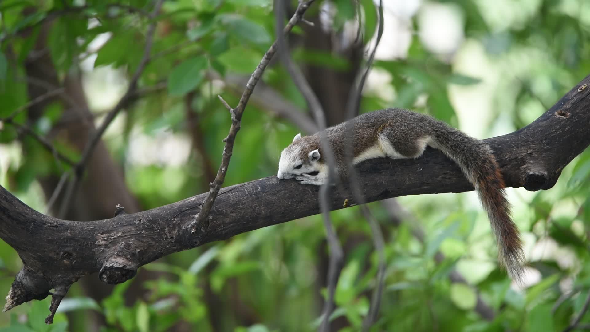 棕色松鼠在野生树上视频的预览图