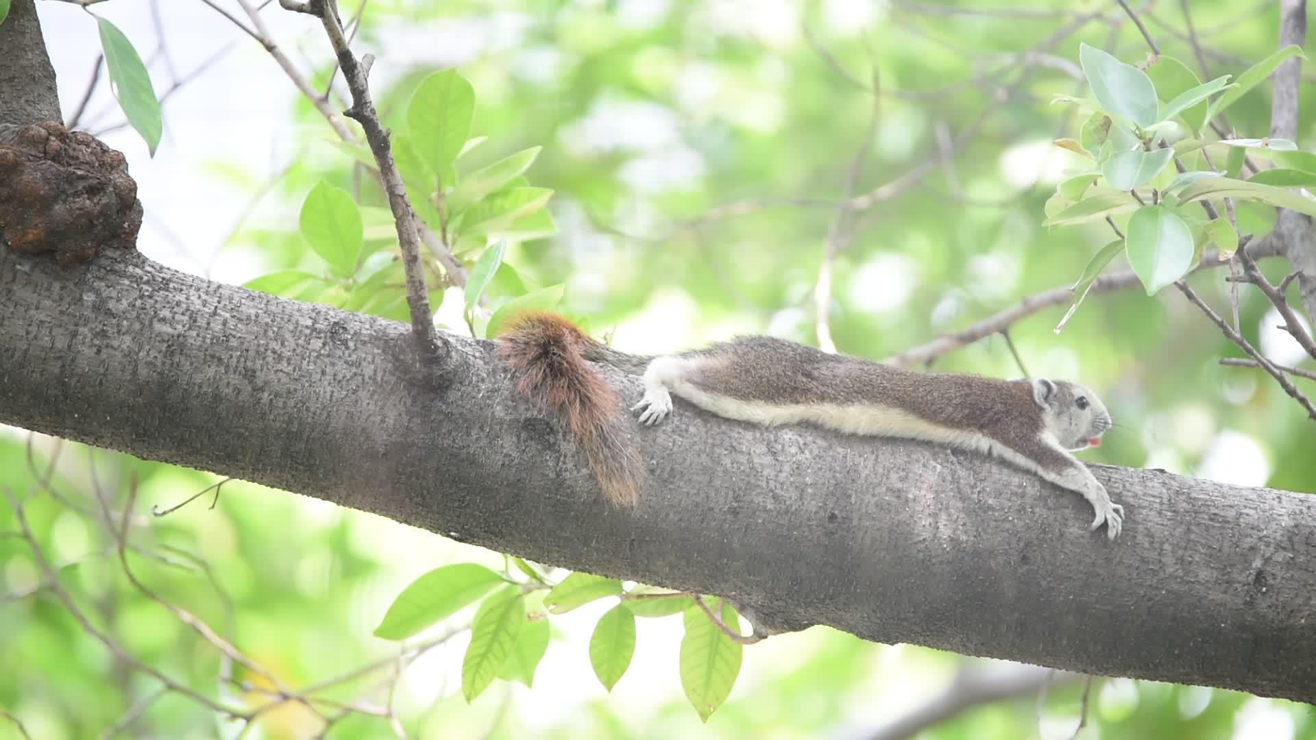 树上的棕色松鼠视频的预览图