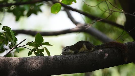 棕色松鼠在野生树上视频的预览图