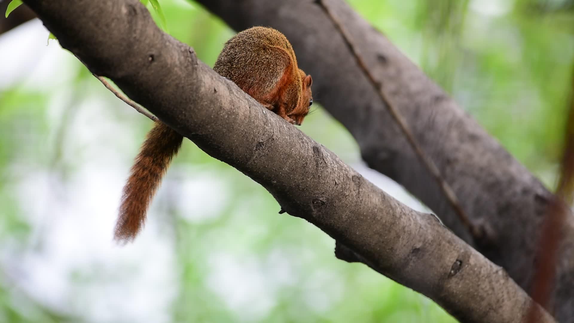 树上的棕色松鼠视频的预览图