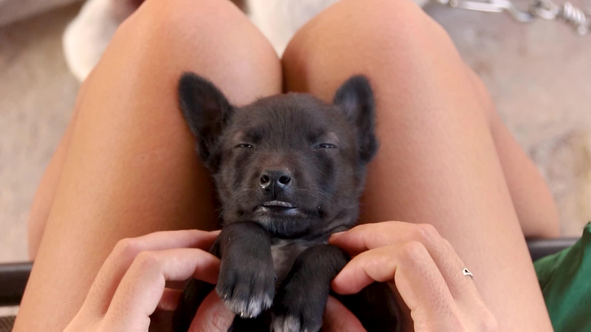 和困倦的黑狗一起做一个可爱的姿势视频的预览图
