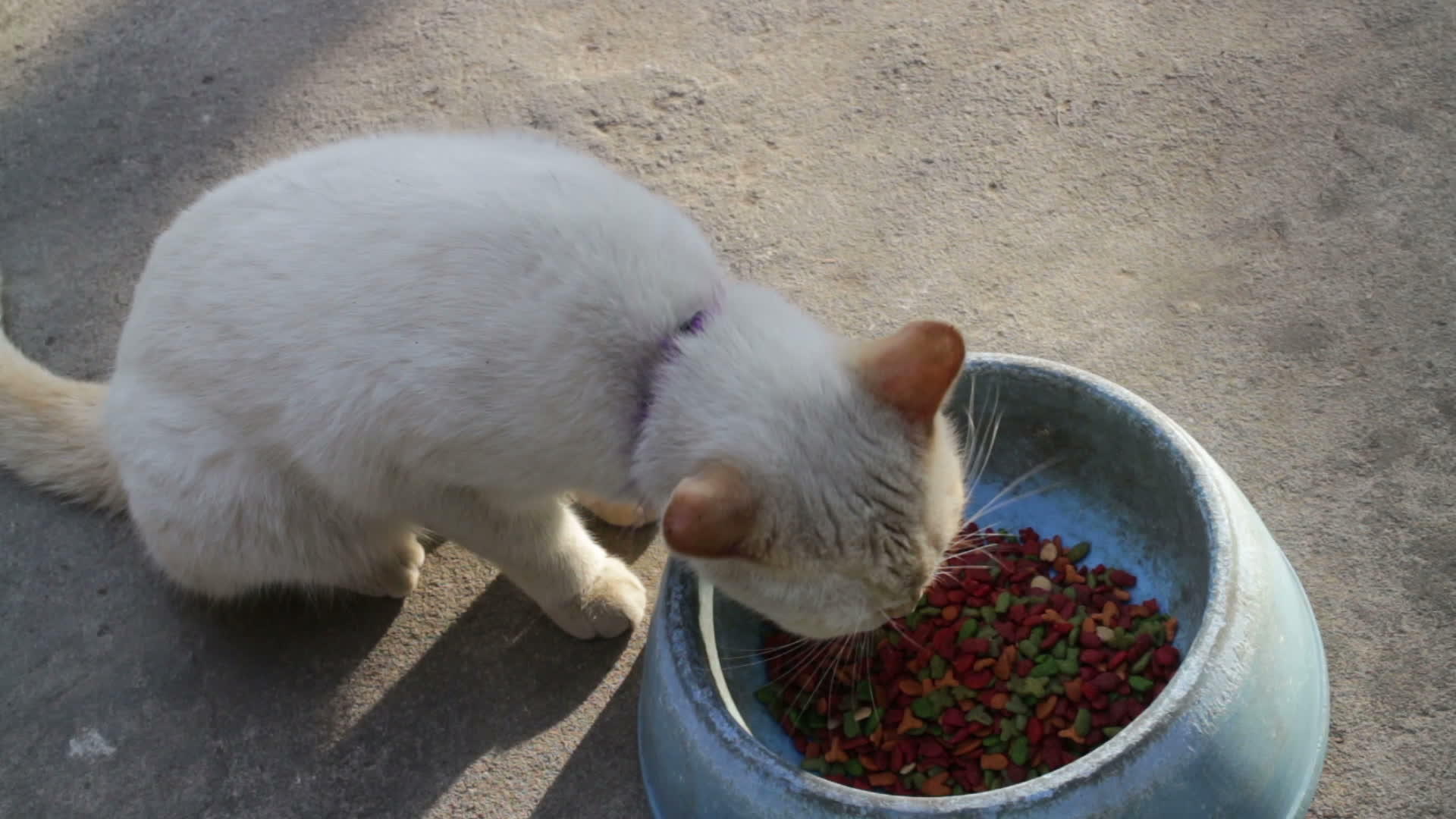 可爱的黄猫吃饭视频的预览图
