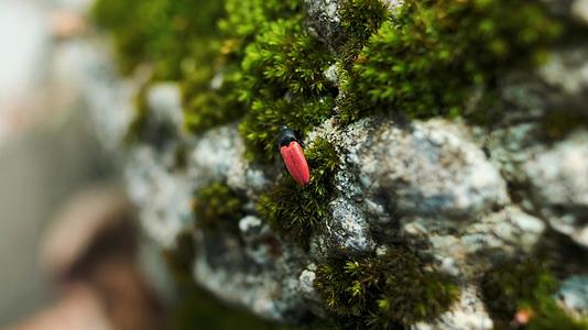 石头表面的红色小昆虫的宏观视频视频的预览图