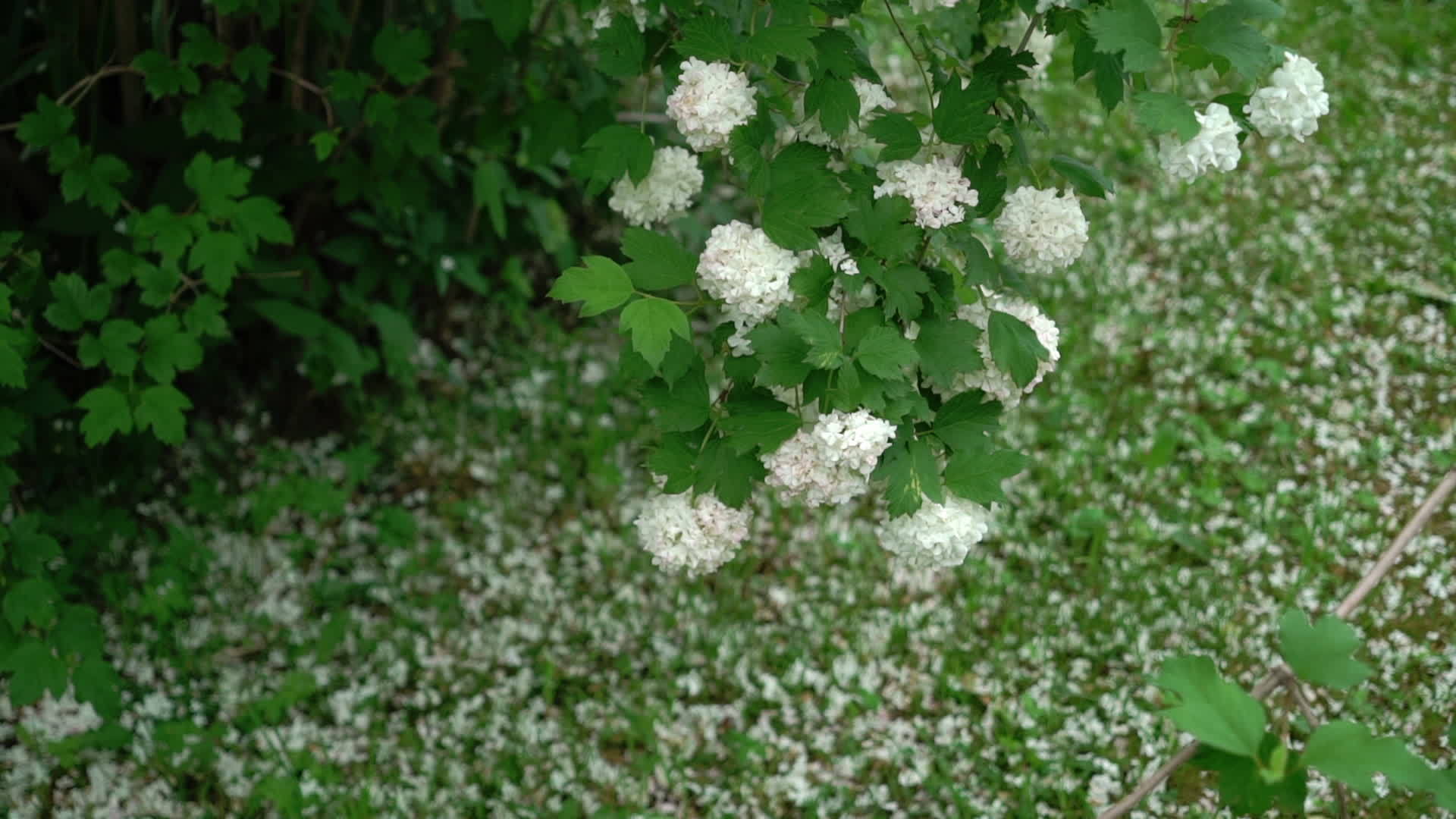 花园里的白花视频的预览图