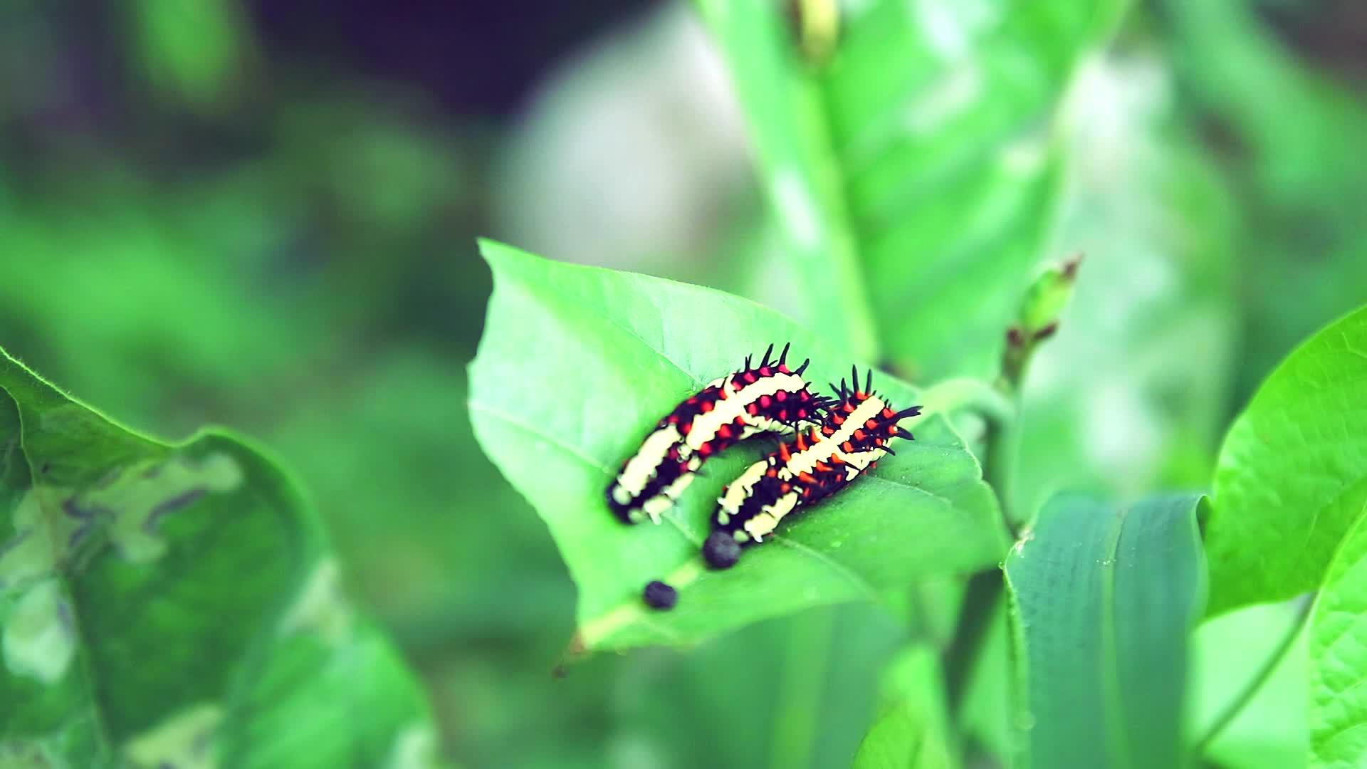蠕虫通过吃叶子来排出粪便从而在蝴蝶体内积累能量视频的预览图