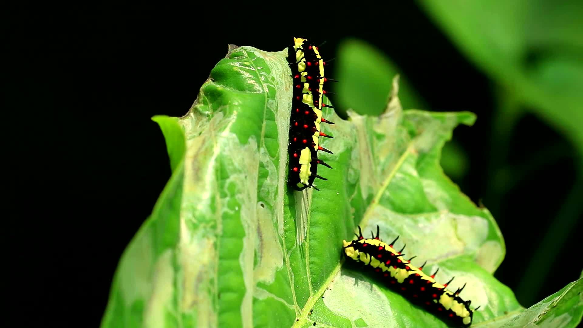 昆虫吃叶子在蝴蝶中积累能量视频的预览图