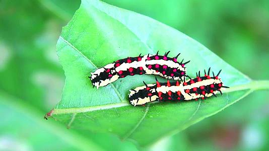 两只蠕虫吃叶子来积累蝴蝶的能量视频的预览图