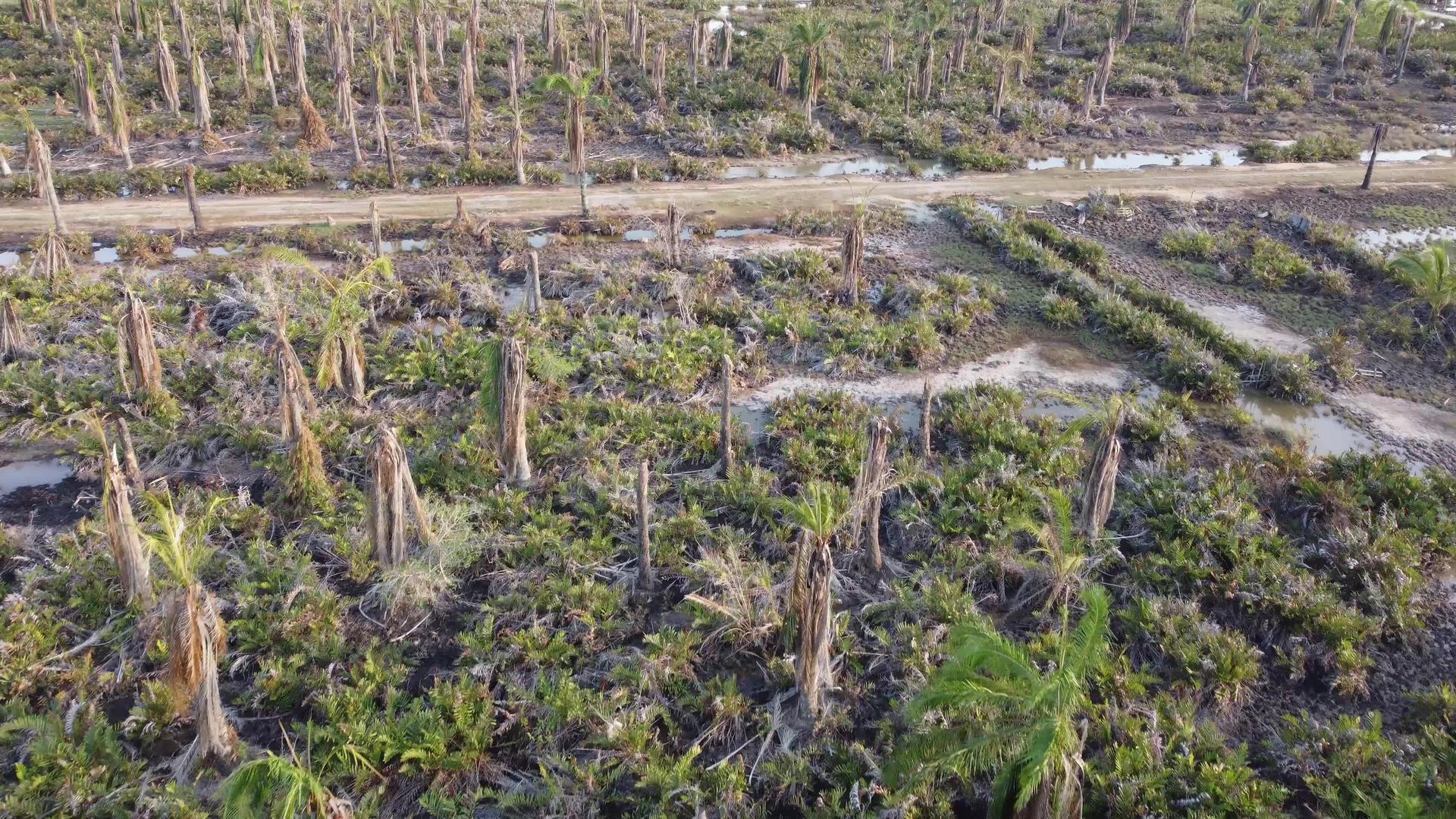 湿地死油棕榈视频的预览图