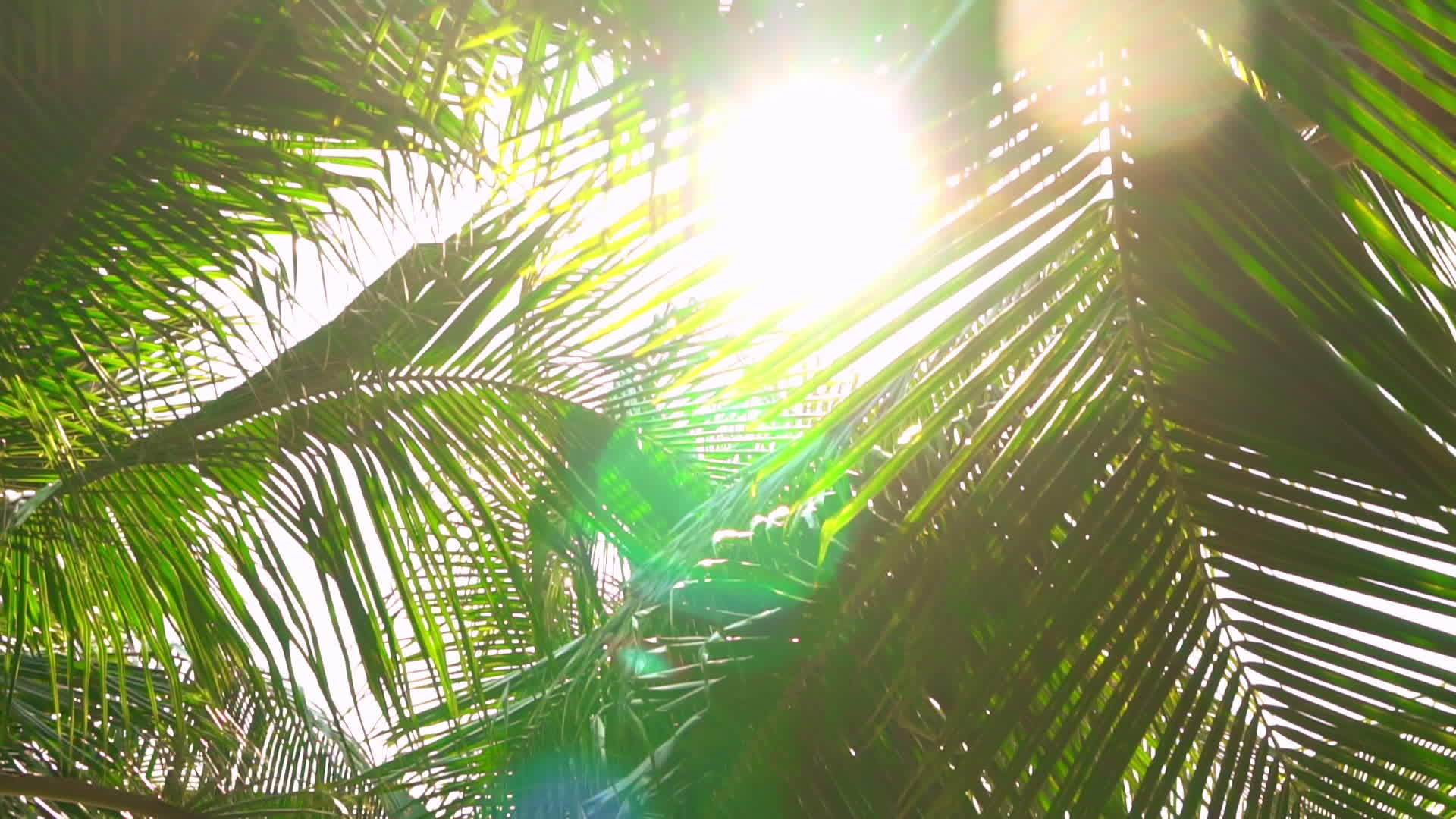 太阳光束在叶子里视频的预览图