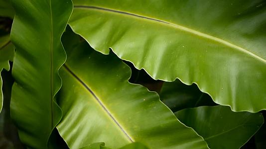 鸟巢蕨Aspleniumnidus野生天堂雨林丛林视频的预览图