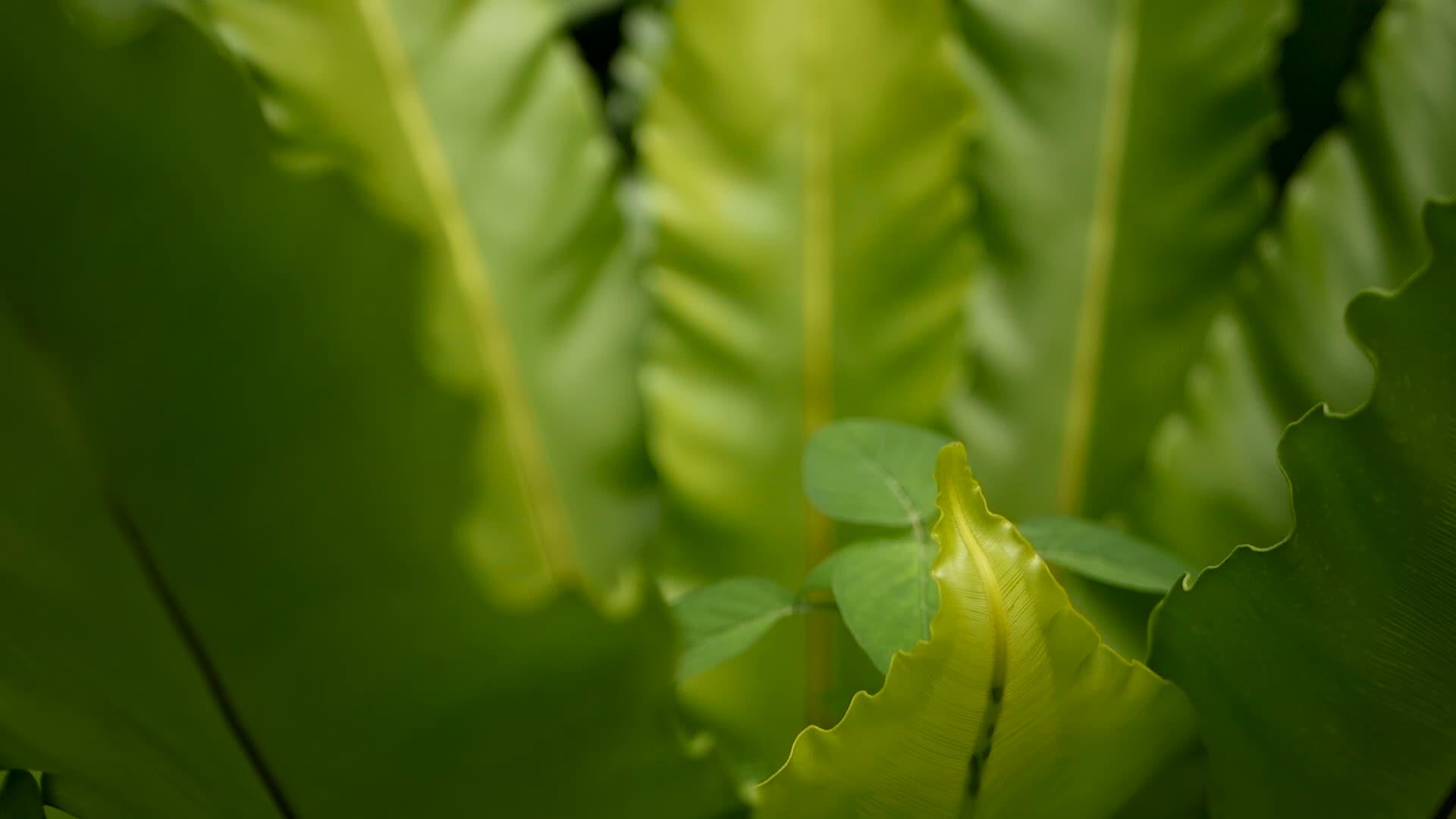 鸟巢蕨Aspleniumnidus野生天堂雨林丛林视频的预览图