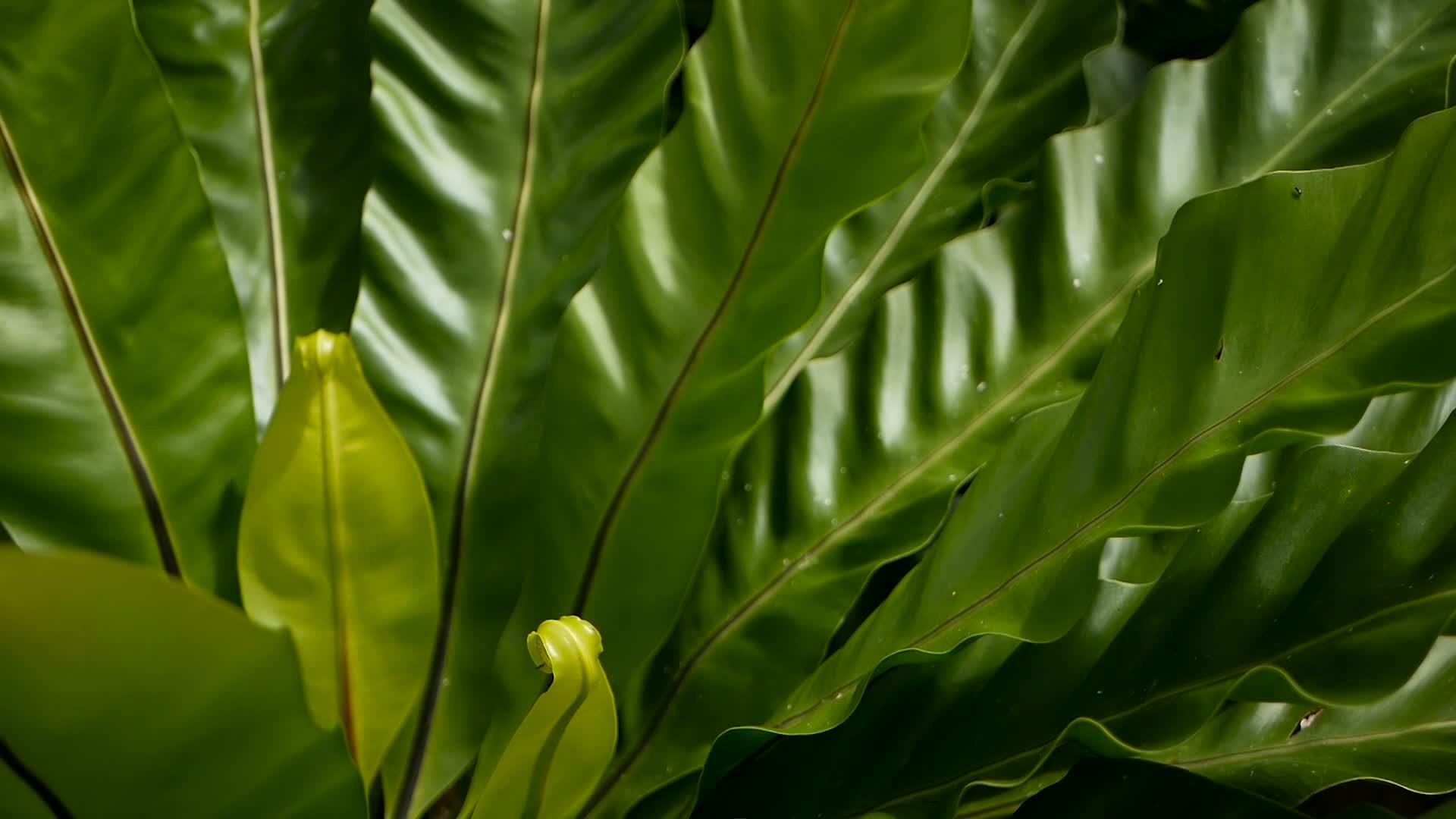 野生天堂雨林视频的预览图