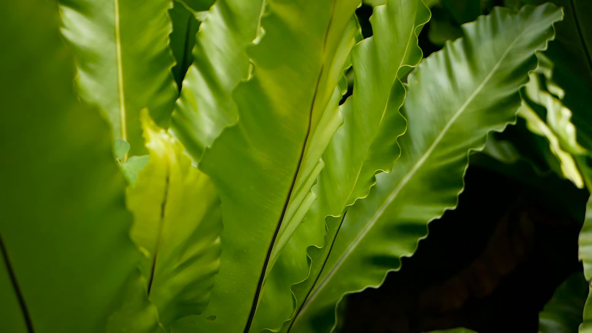 野生天堂雨林丛林视频的预览图