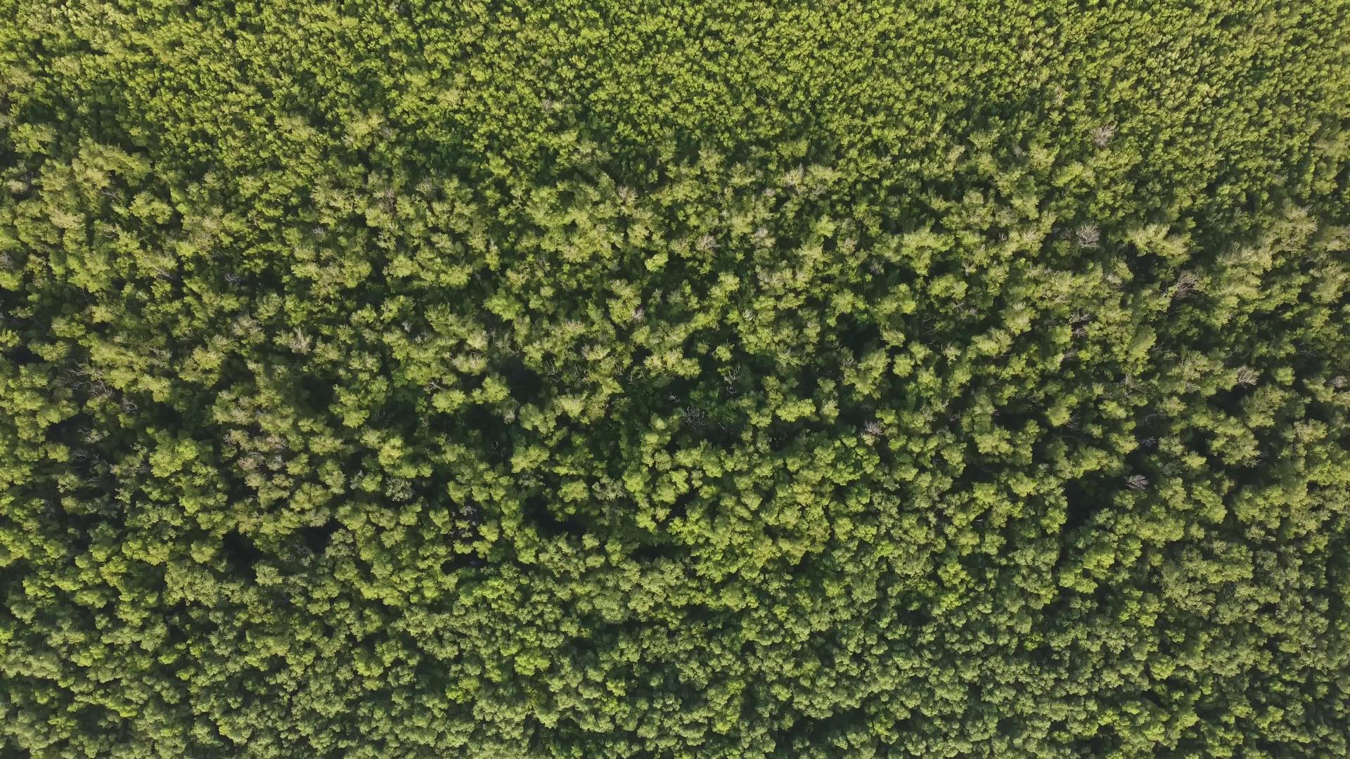 绿树林无人机观景视频的预览图